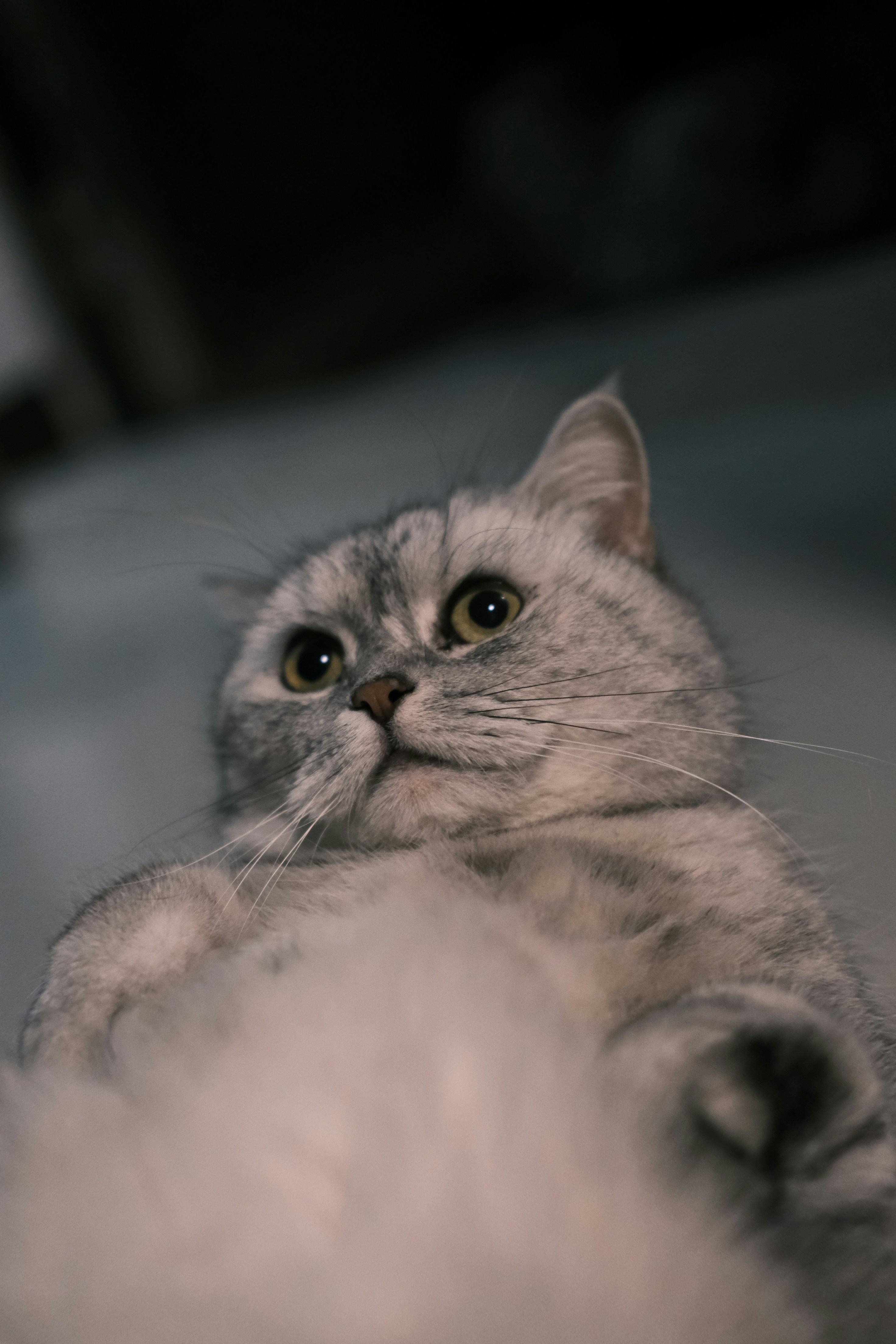 photo-1692933639645-d27c76a72688?ixid=M3wxMjA3fDB8MXxzZWFyY2h8NHx8Y2hhdHRvdWxldHRlfGVufDB8fHx8MTc0NjkwNDkxOHww\u0026ixlib=rb-4.1.0
