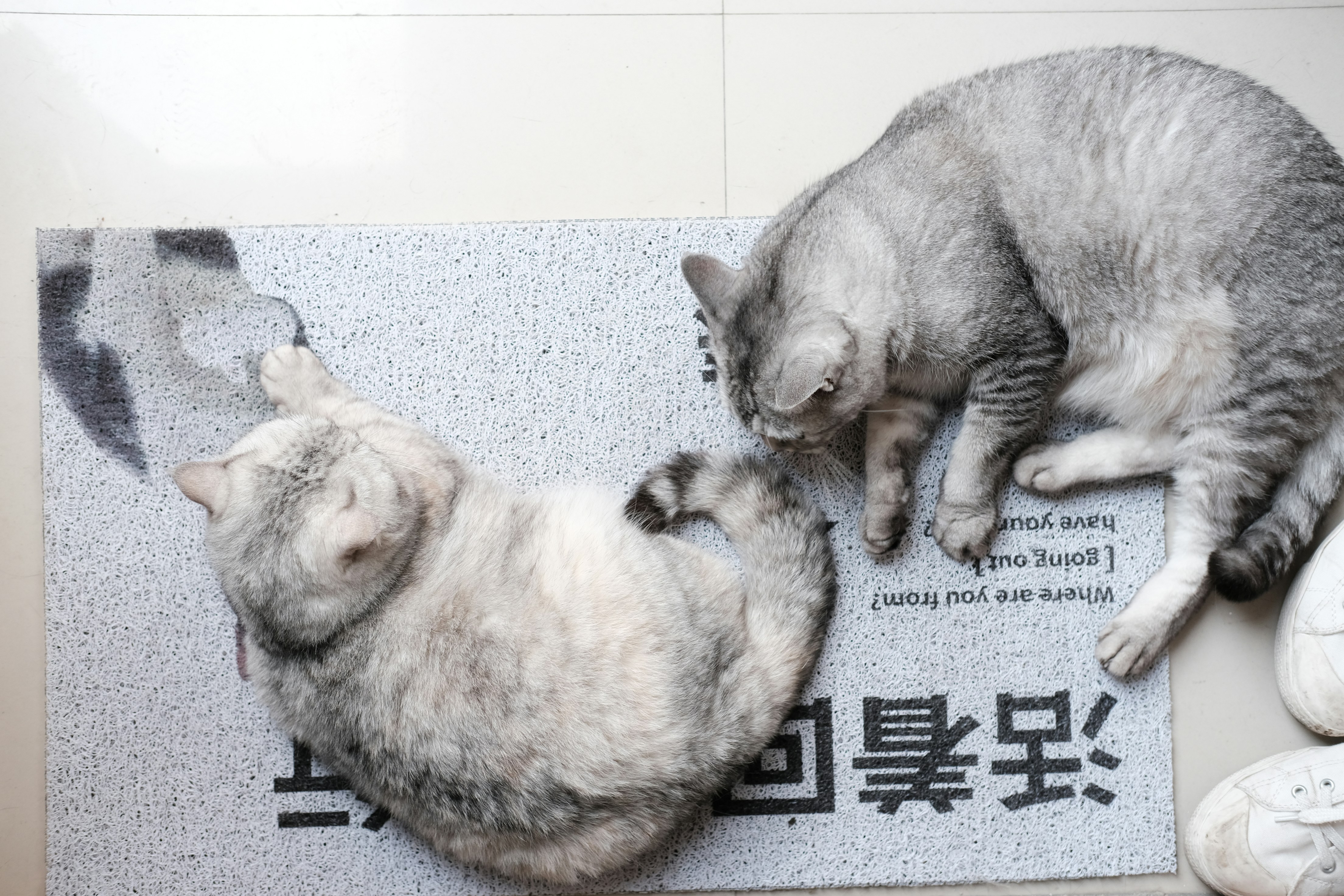 Korean Cat Culture: Why Koreans Love Cats