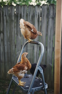 Three chickens perched on a ladder in front of a house, playfully Ready to bring your home to life?