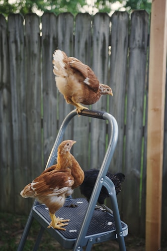 Three chickens perched on a ladder in front of a house, playfully Ready to bring your home to life?
