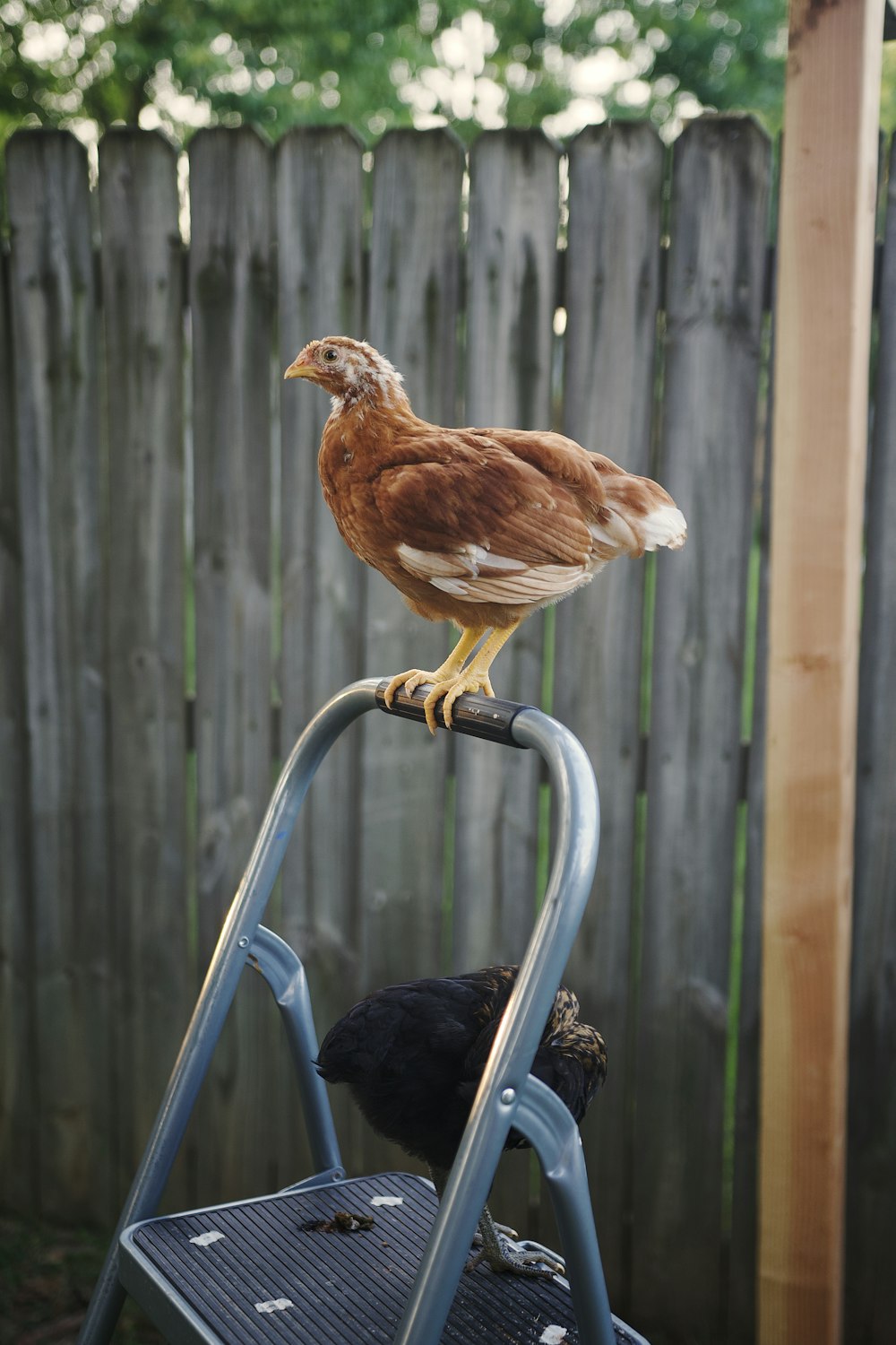 a brown and white bird sitting on top of a chair