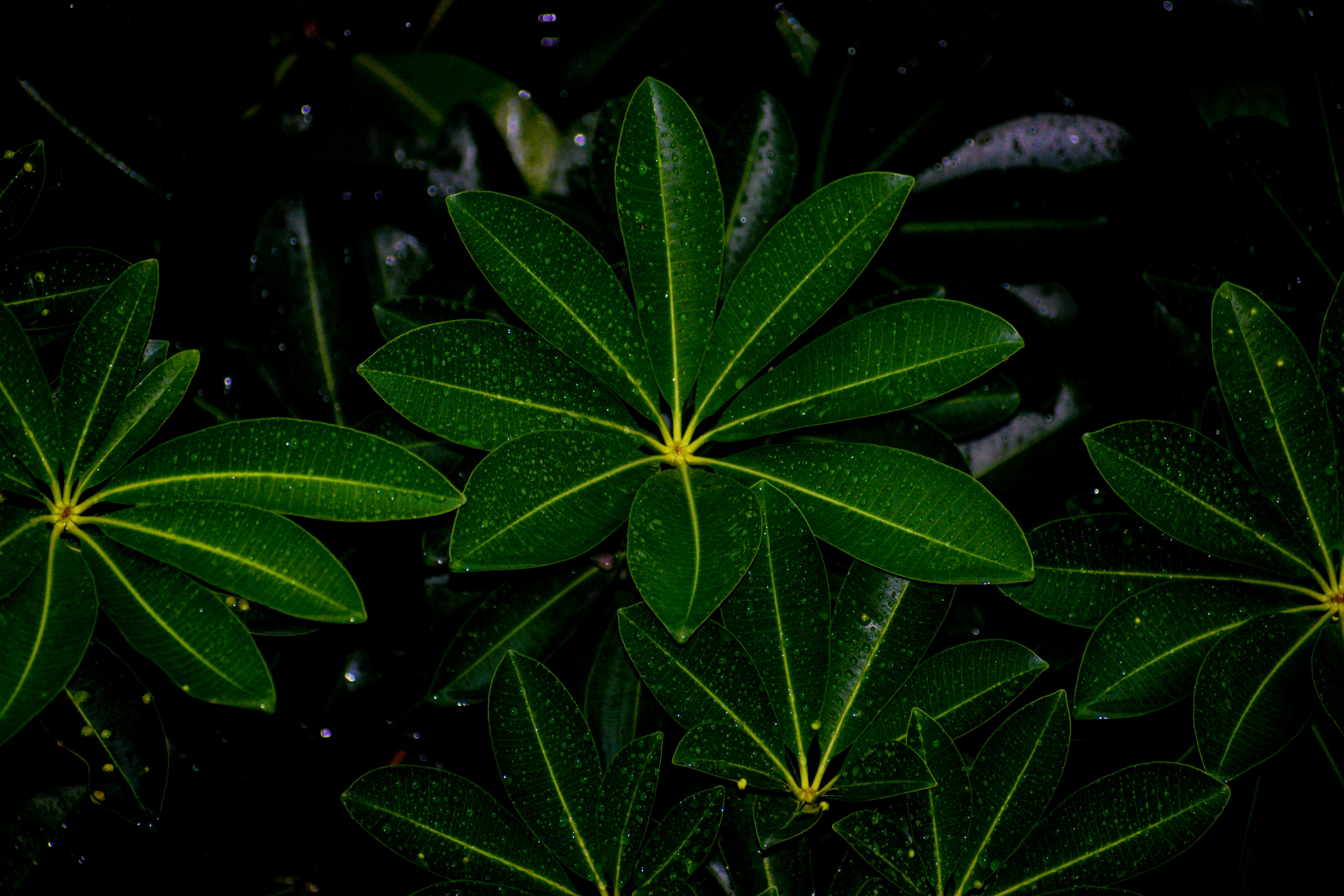 a group of green leaves on a black background