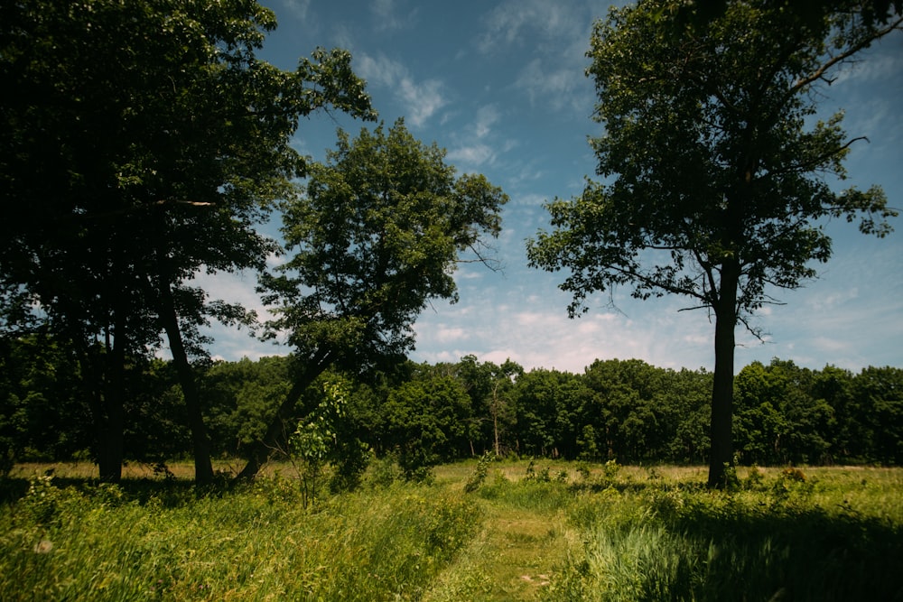 a grassy field with trees in the background