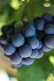 a bunch of grapes hanging from a tree