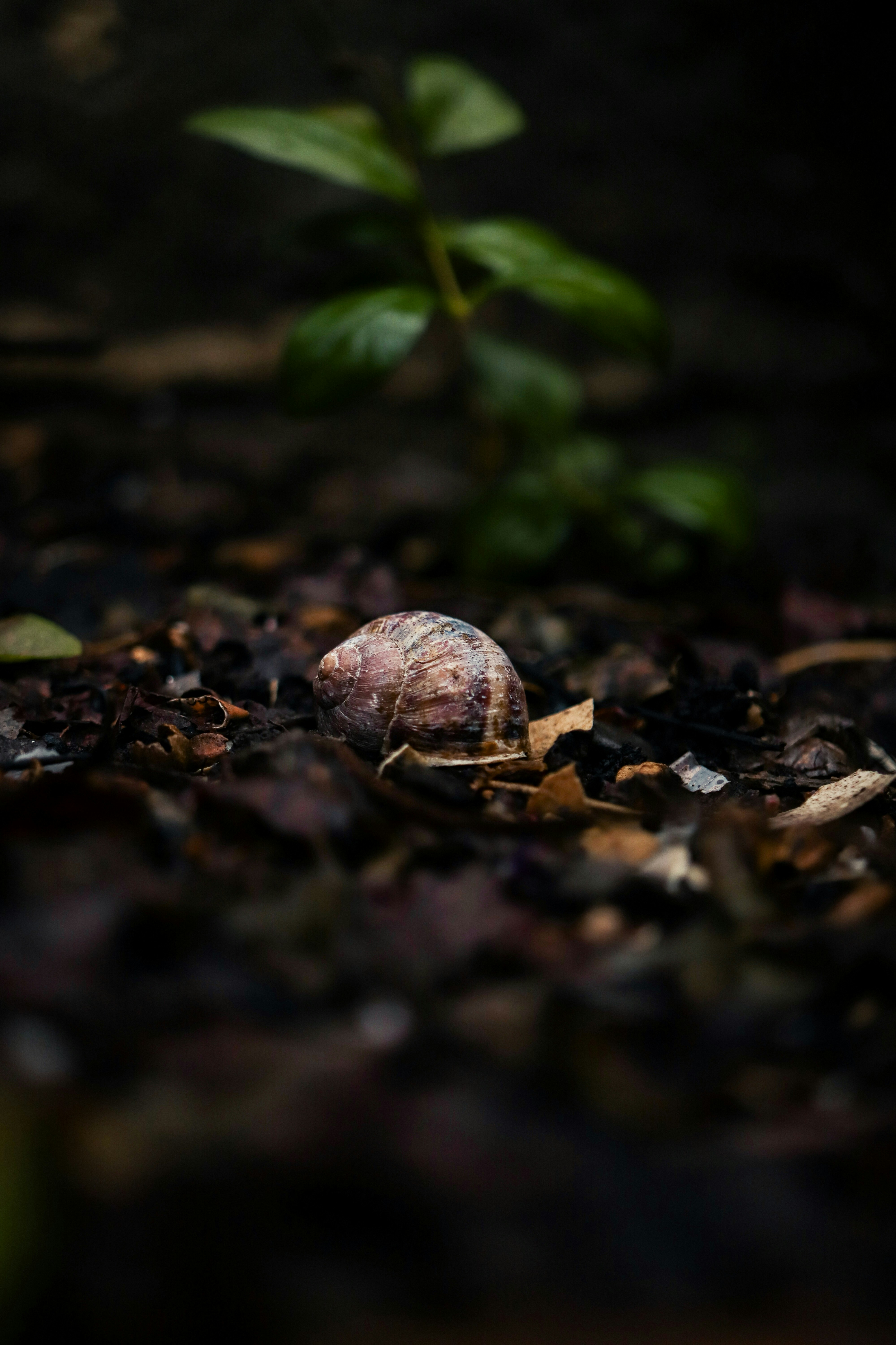 a snail is sitting on the ground next to a plant