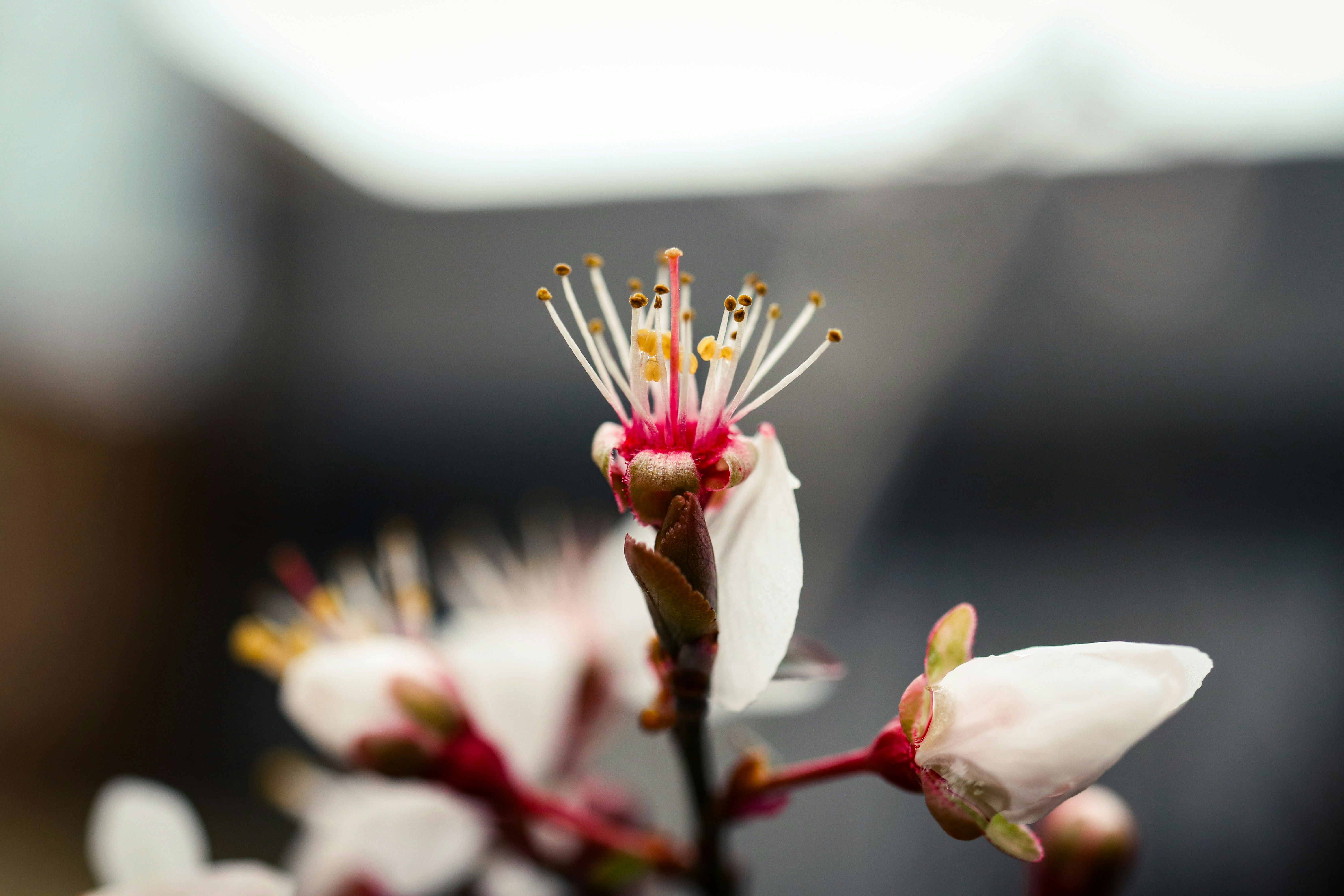 a close up of a flower with a blurry background