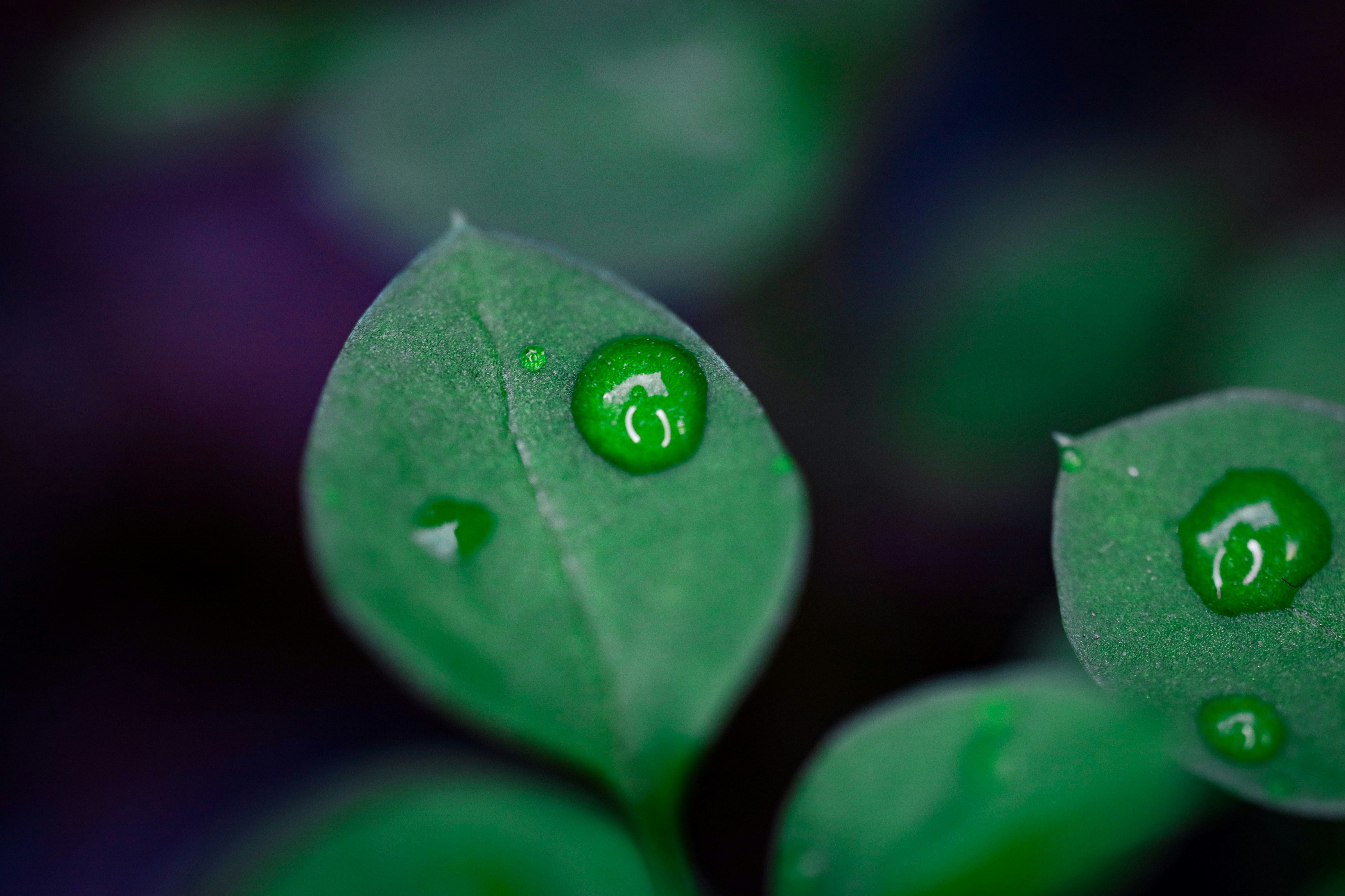 a close up of a green leaf with water drops
