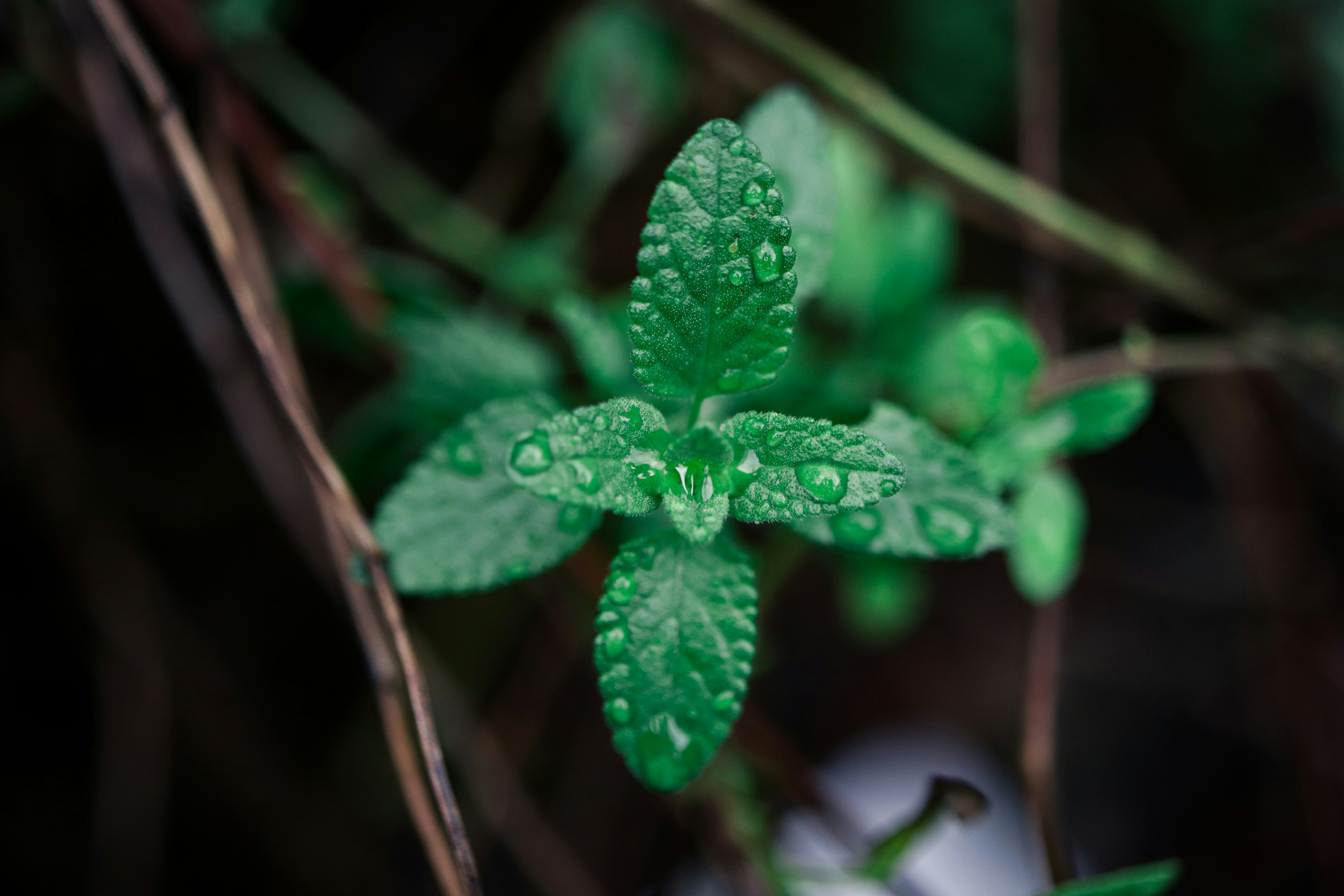 a green leaf with drops of water on it