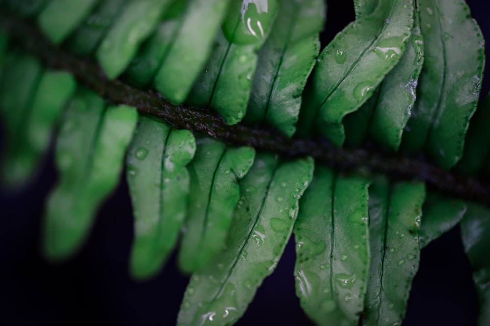 a close up of a green leaf with water droplets on it