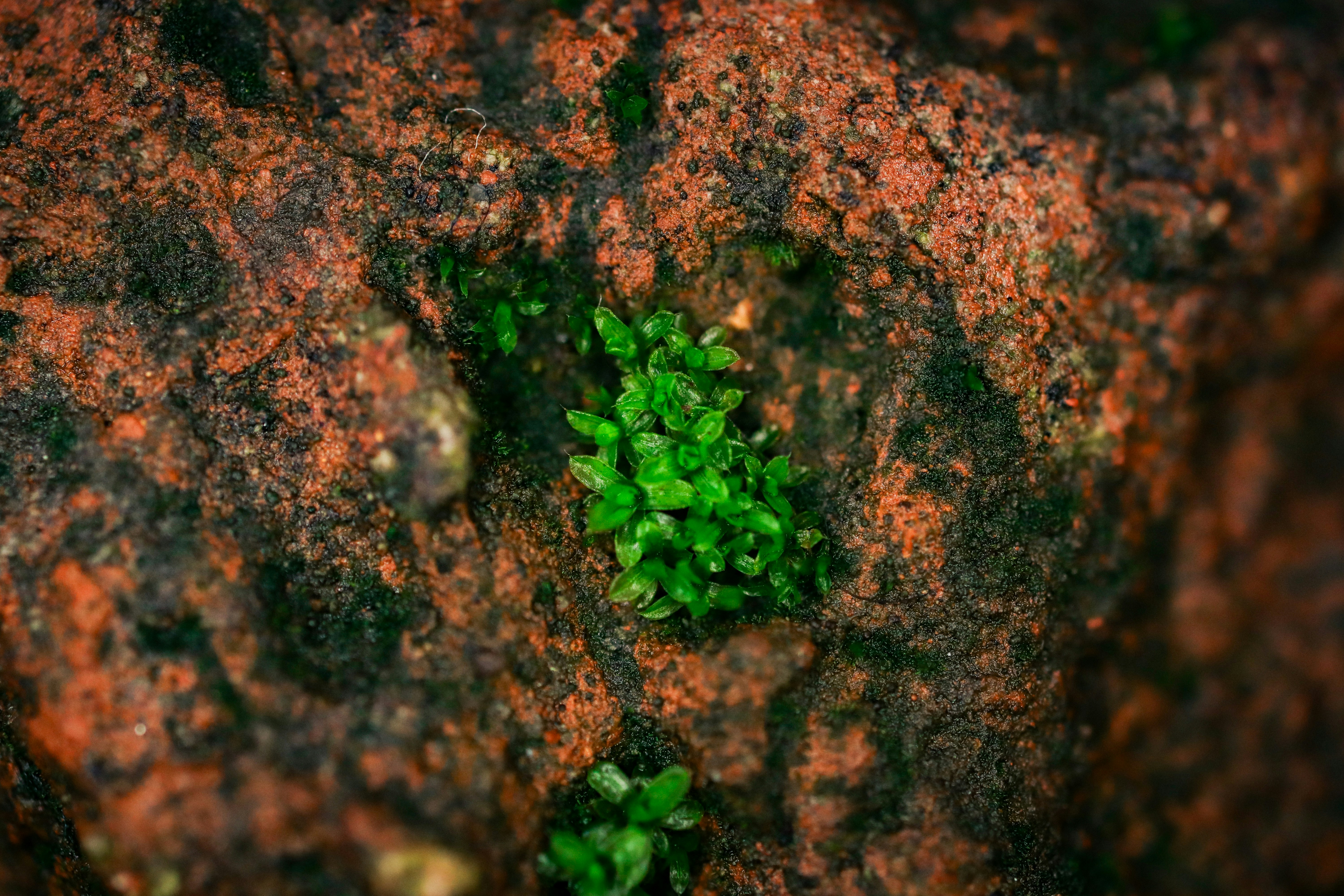 a close up of a plant growing out of a rock