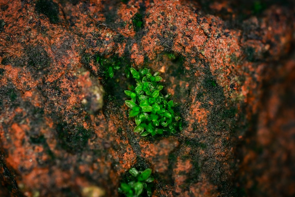 Gros plan d’une plante poussant dans un rocher