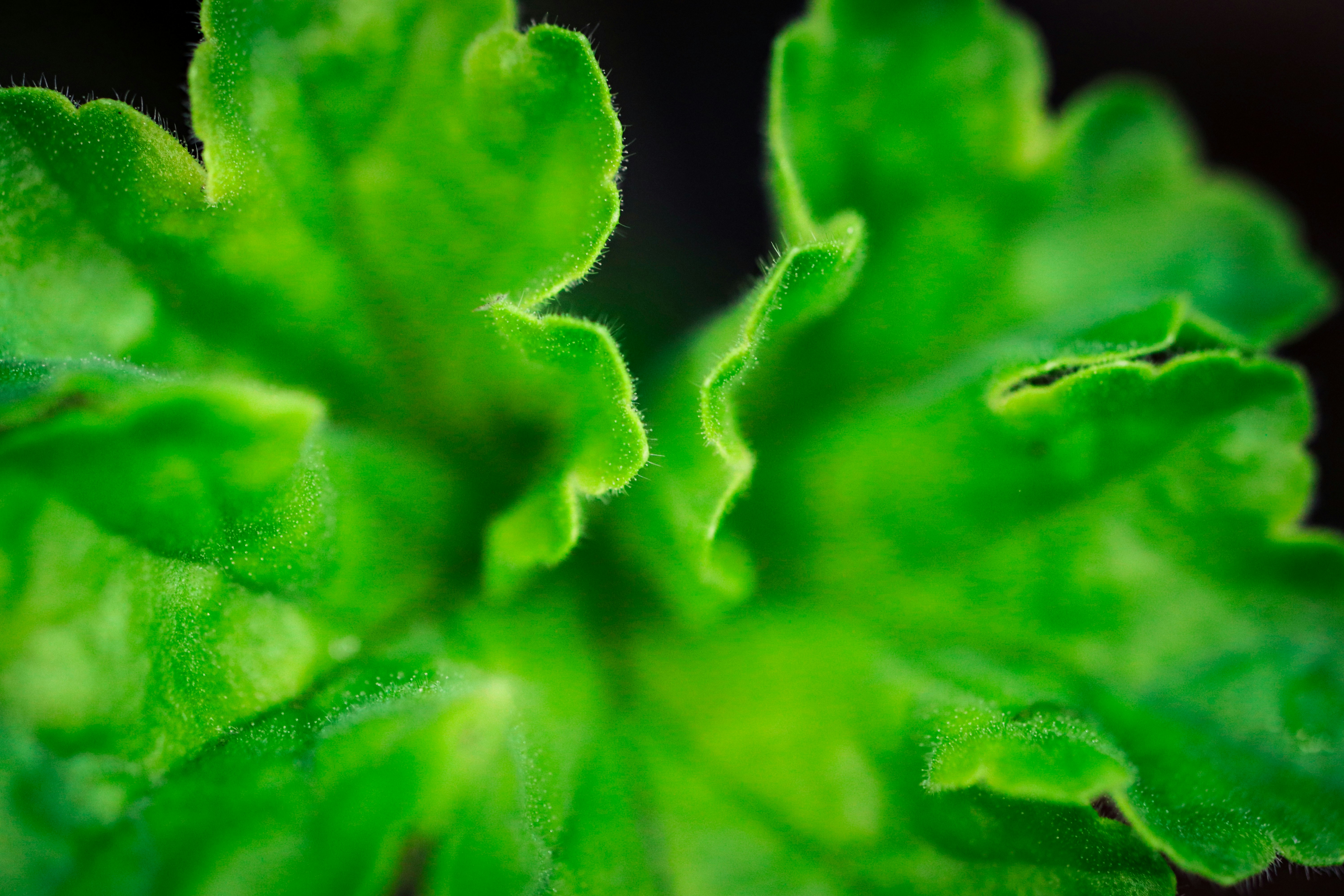 a close up of a green plant with leaves