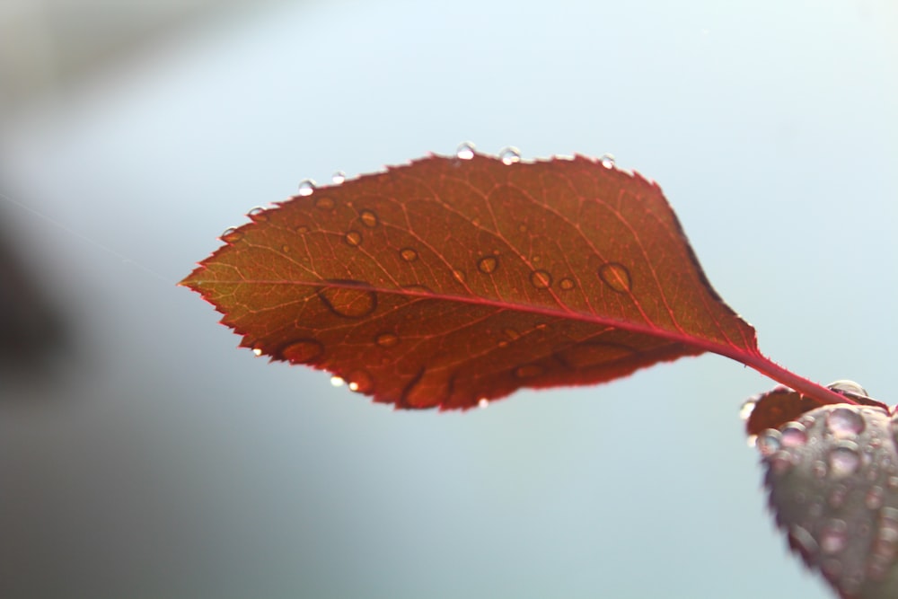 a leaf with drops of water on it