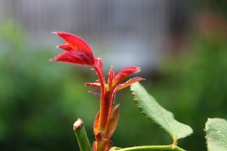 A close-up view of a budding plant with vibrant red leaves and a green stem. The background is blurred, highlighting the focus on the new growth.