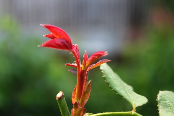A close-up view of a budding plant with vibrant red leaves and a green stem. The background is blurred, highlighting the focus on the new growth.
