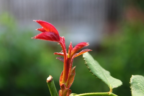 A close-up view of a budding plant with vibrant red leaves and a green stem. The background is blurred, highlighting the focus on the new growth.
