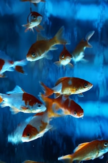 A group of goldfish swimming in a vibrant, blue-tinted aquarium setting, showcasing their orange and white scales with elegantly flowing fins.
