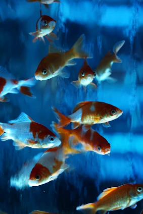 A group of goldfish swimming near the surface of a clear tank with smooth stones