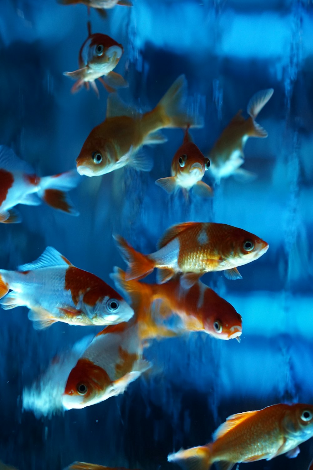 a group of goldfish swimming in an aquarium