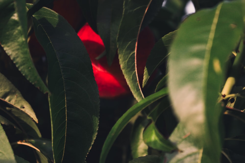 a close up of a leafy tree with a red object in the background