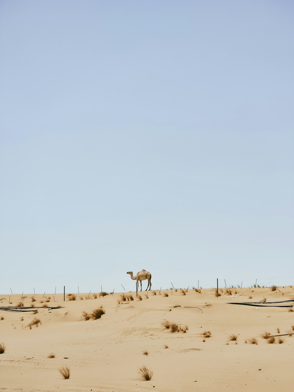Un cammello in piedi nel mezzo di un deserto