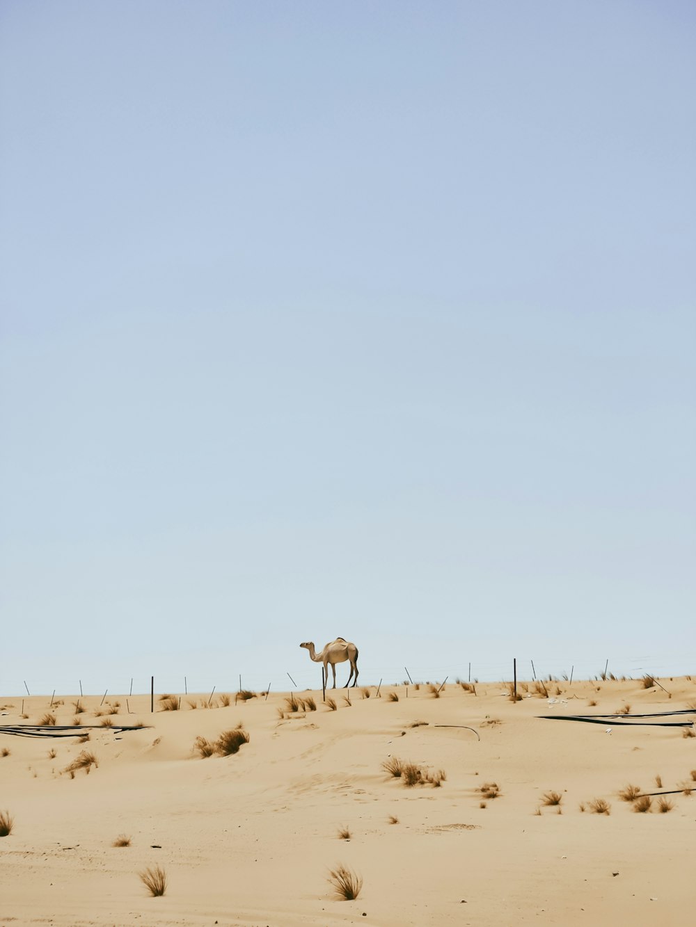 a camel standing in the middle of a desert