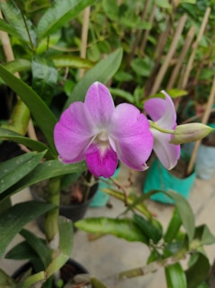 Close-up of a blooming orchid with vibrant colors in a home garden setting.