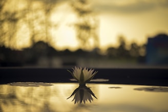 A serene lotus flower floating on calm water at sunrise.