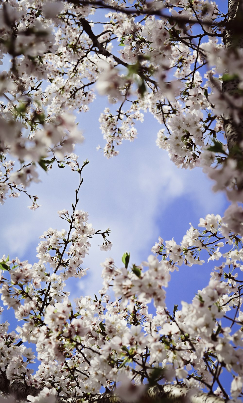 a tree filled with lots of white flowers