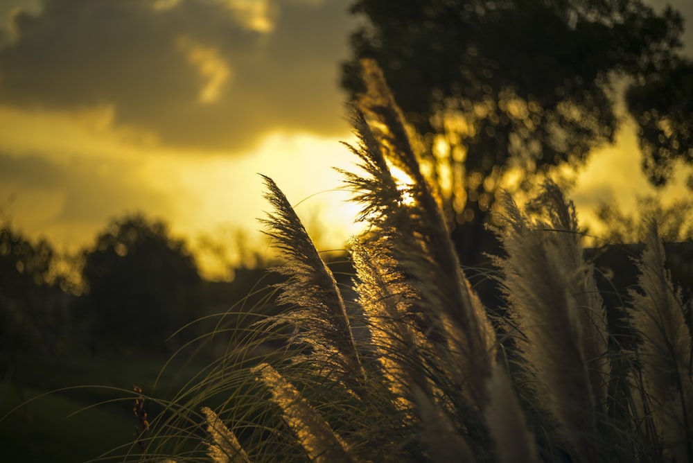 the sun is setting behind some tall grass