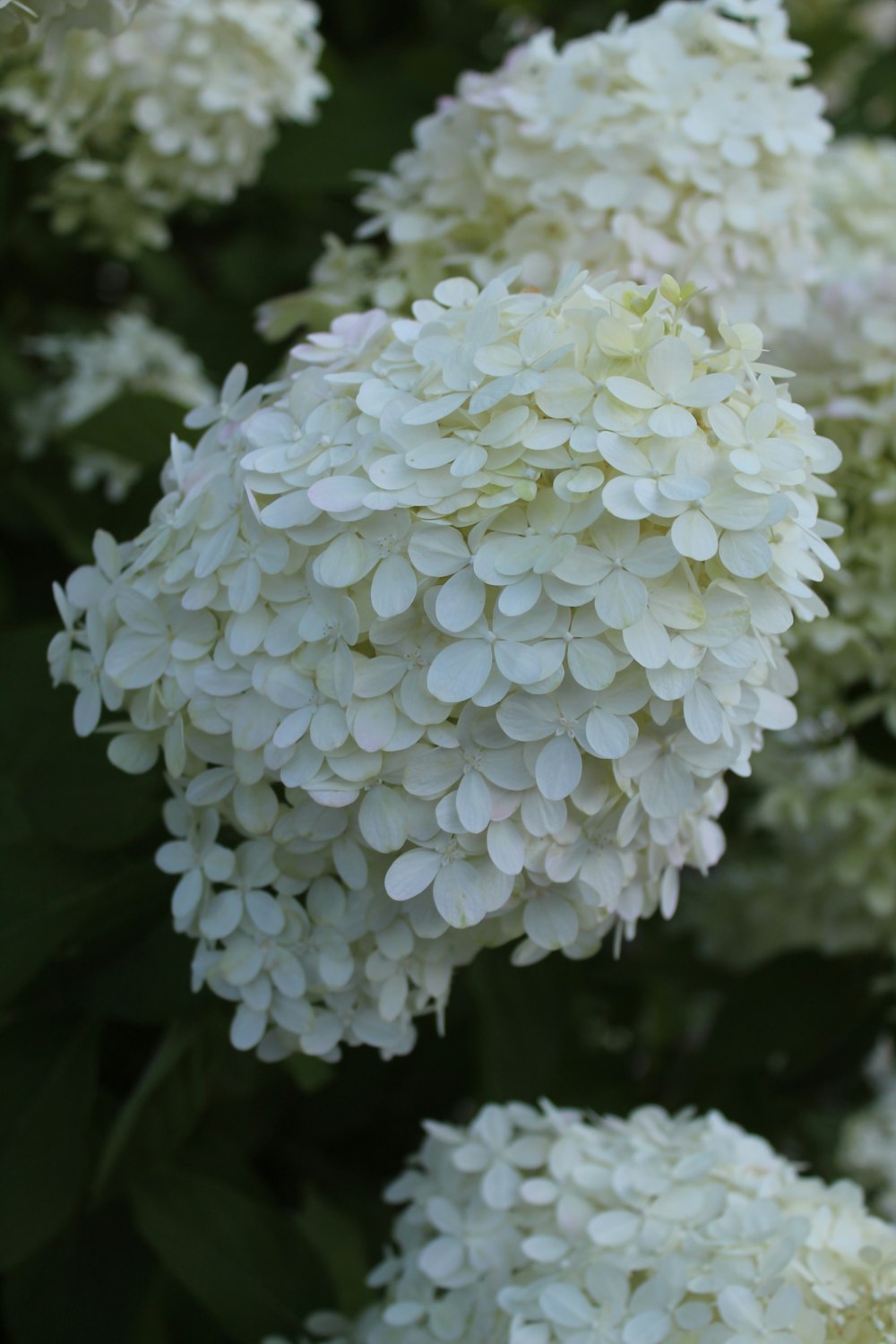 a bunch of white flowers with green leaves