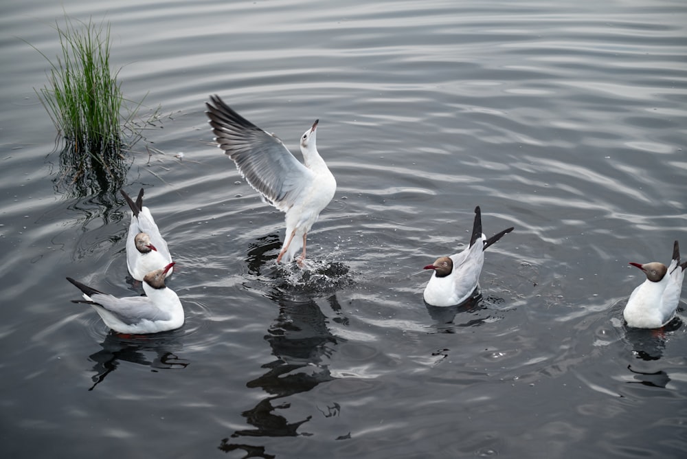 a group of birds are swimming in the water