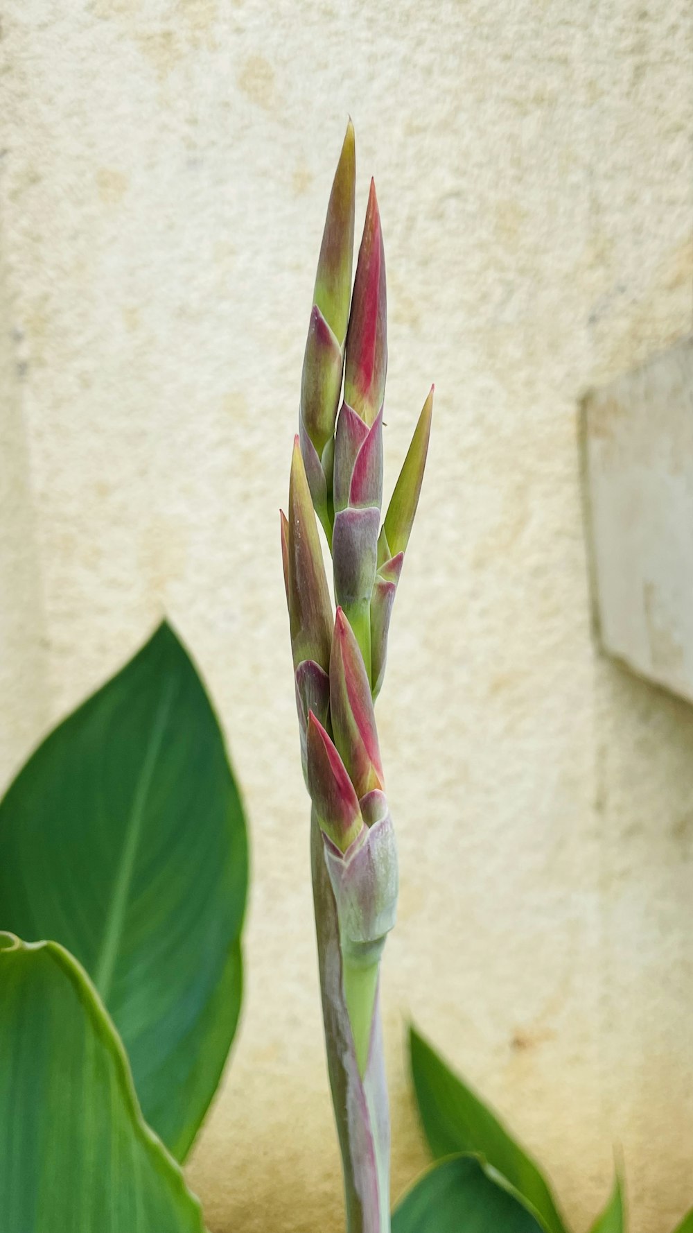 a close up of a plant with green leaves