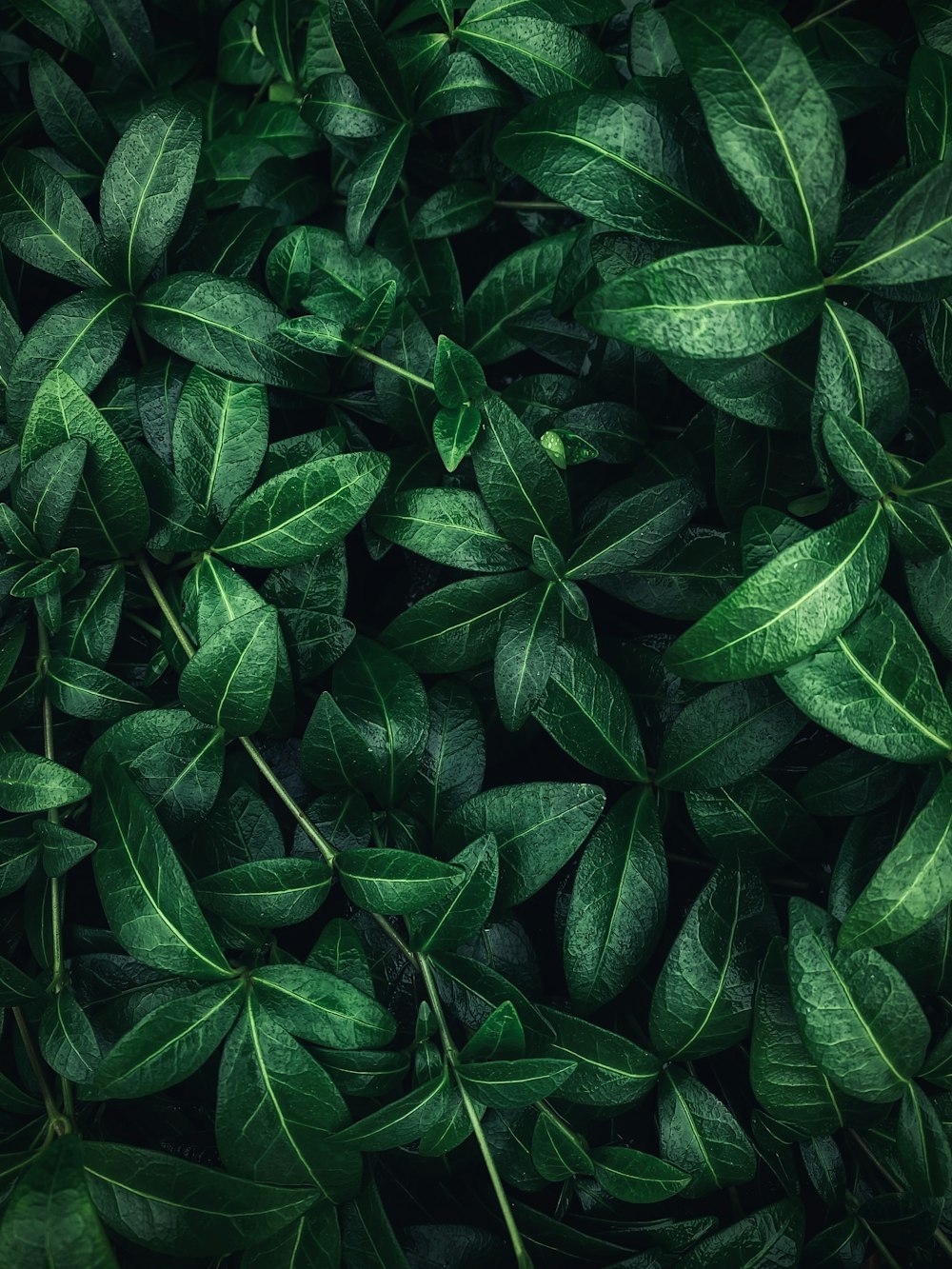 a close up of a green plant with leaves