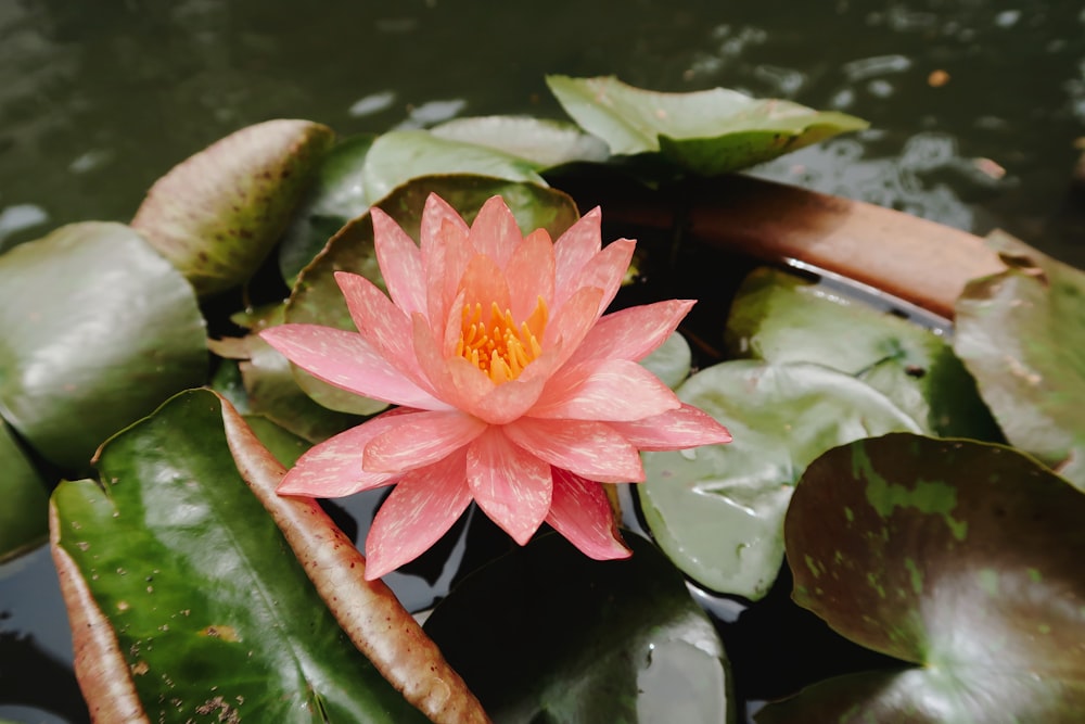 a pink flower sitting on top of green leaves