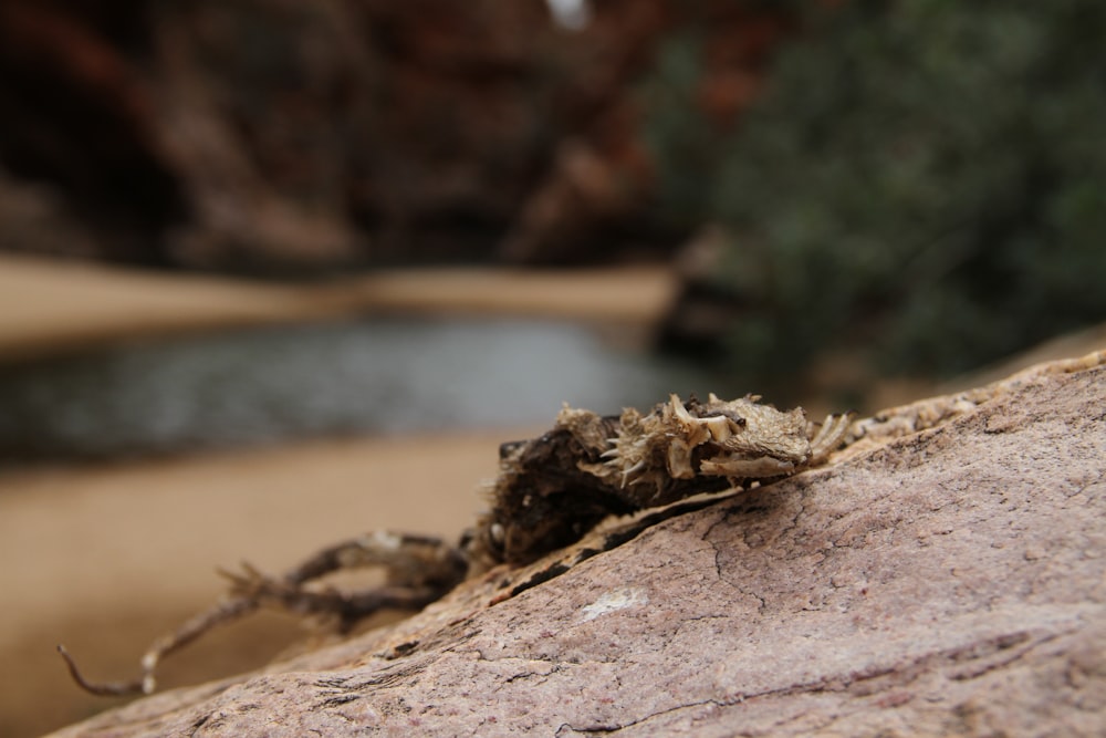 a close up of a rock with a river in the background