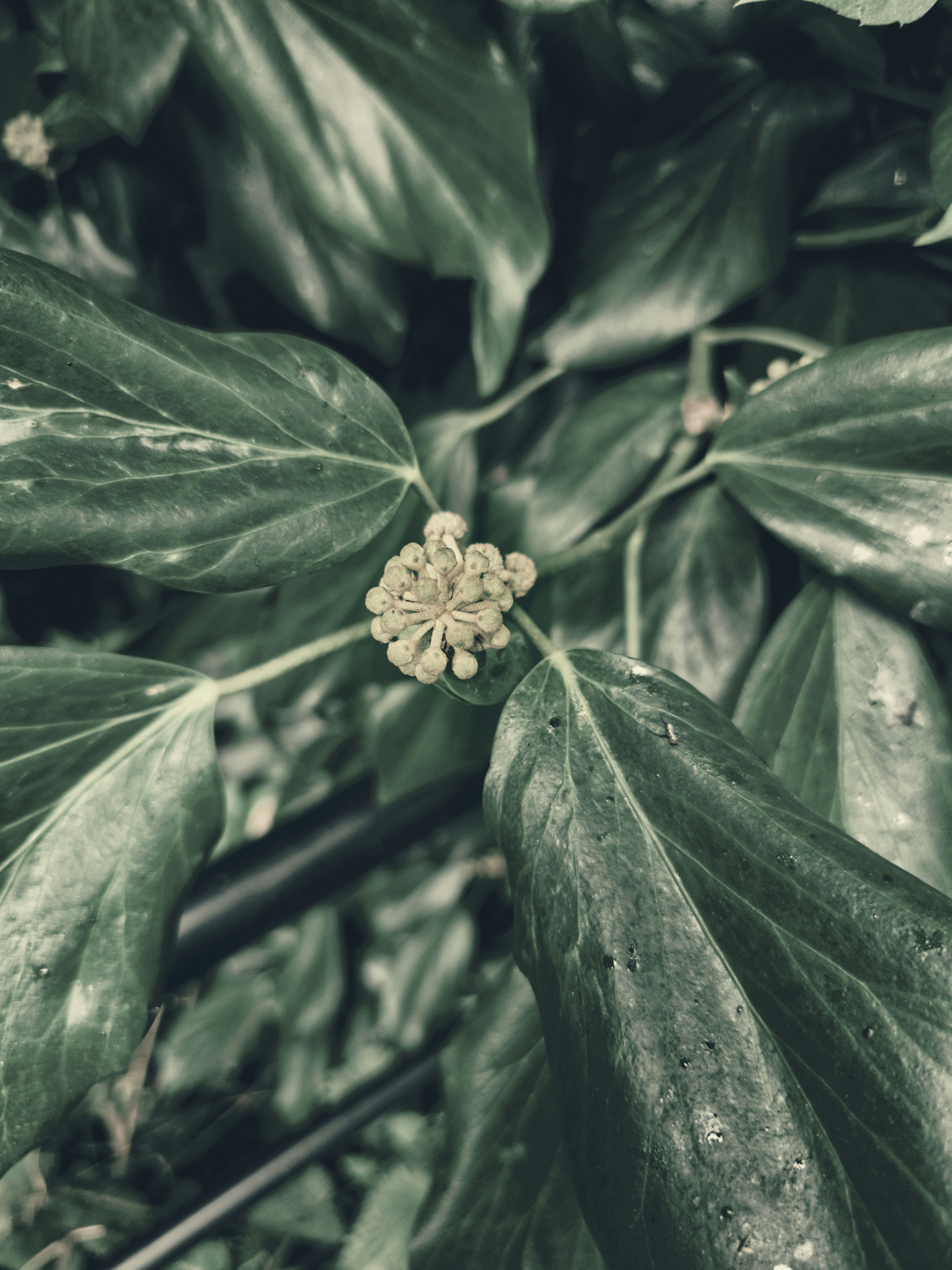 a close up of a leaf with a flower on it