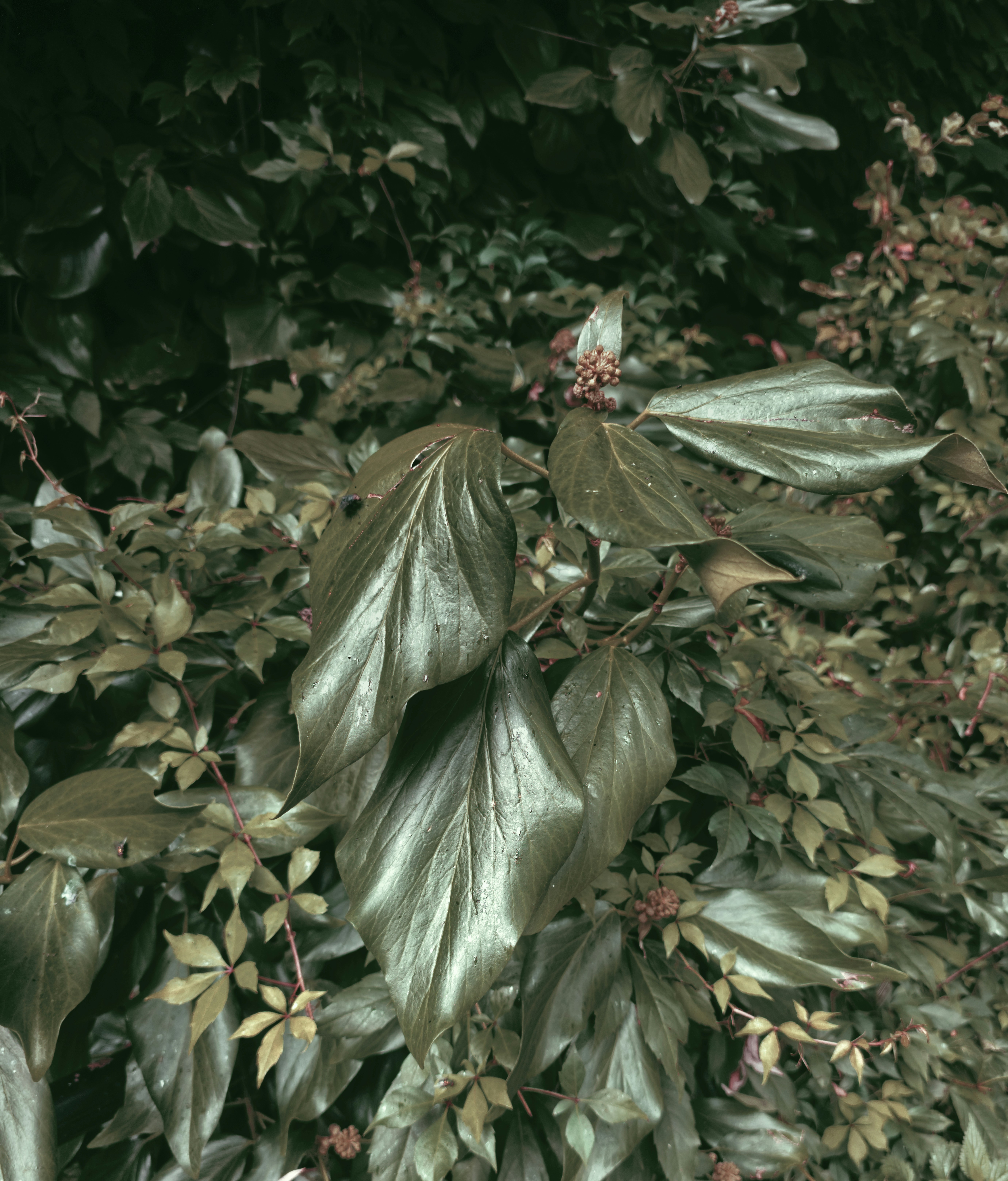 a bunch of leaves that are on a tree