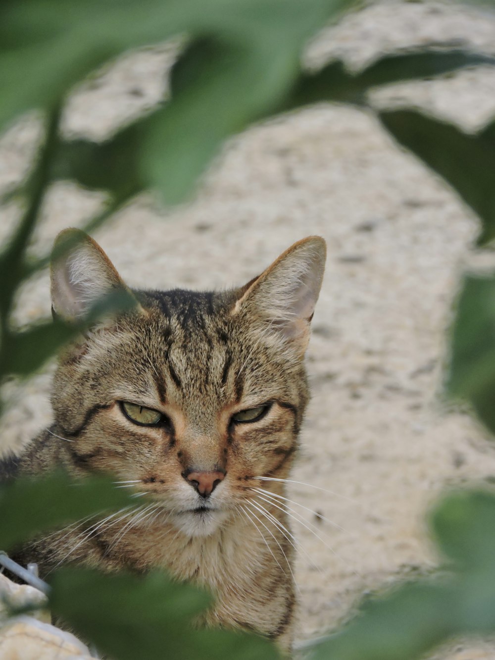 a close up of a cat behind some leaves