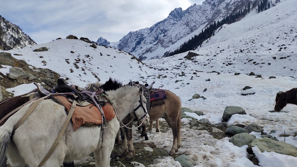 a group of horses standing on top of a snow covered slope