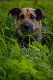 A pet resting peacefully beside a plant, highlighting care for animals and the environment.
