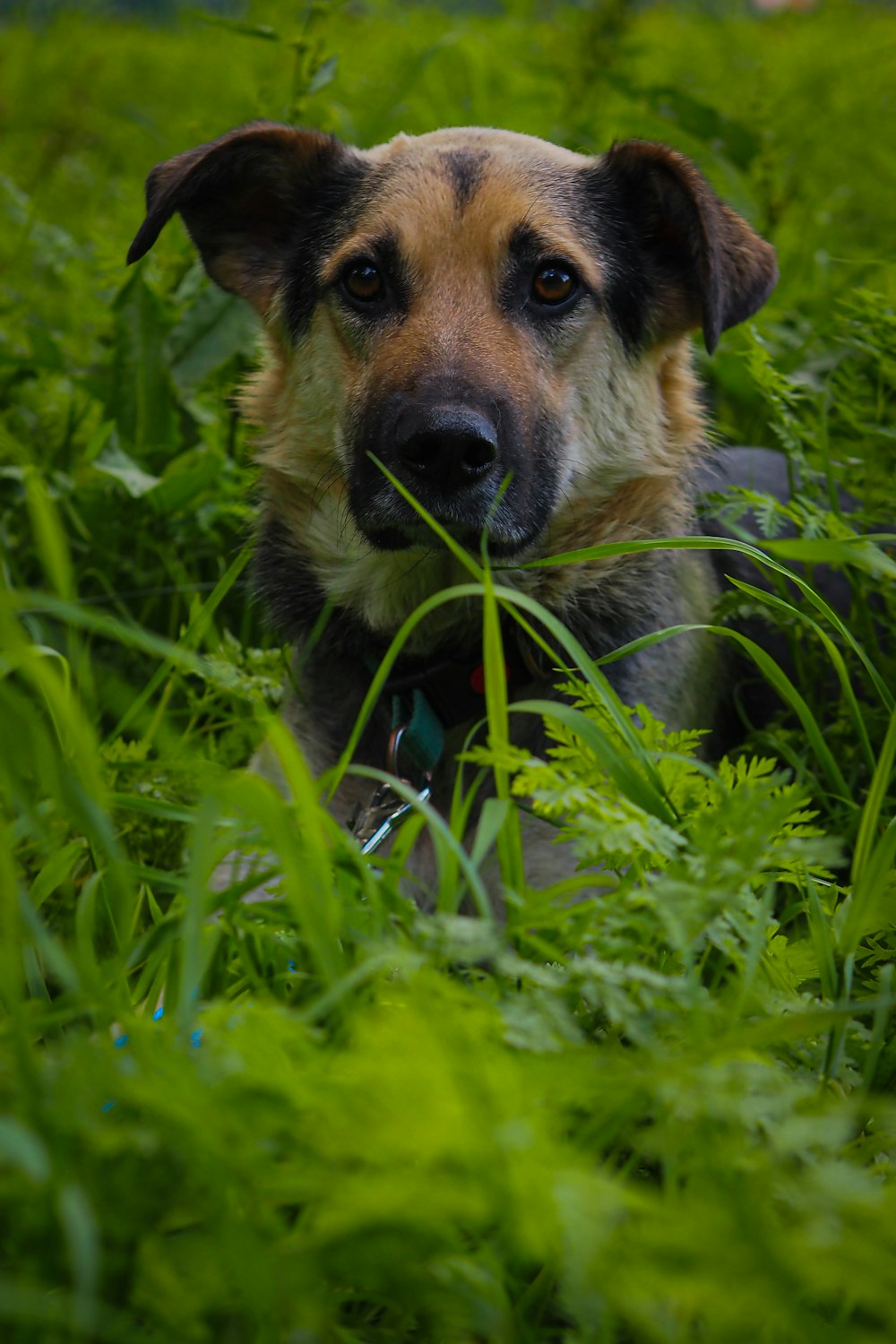 a dog is sitting in the tall grass
