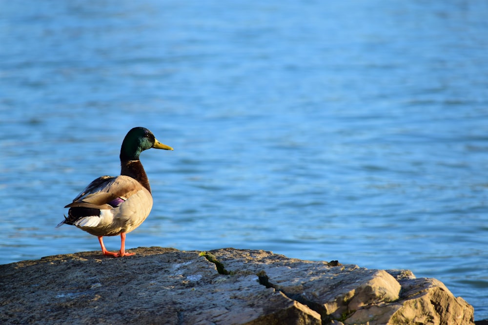 a duck is standing on a rock by the water