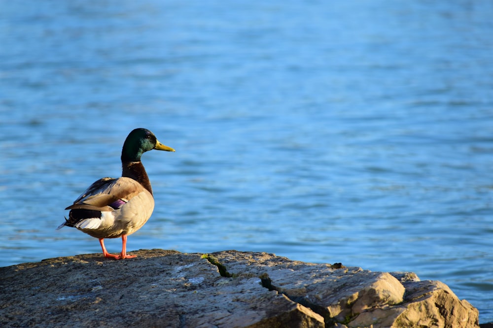 Un pato está parado en una roca junto al agua