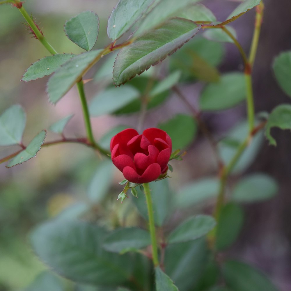 a red flower with green leaves in the background