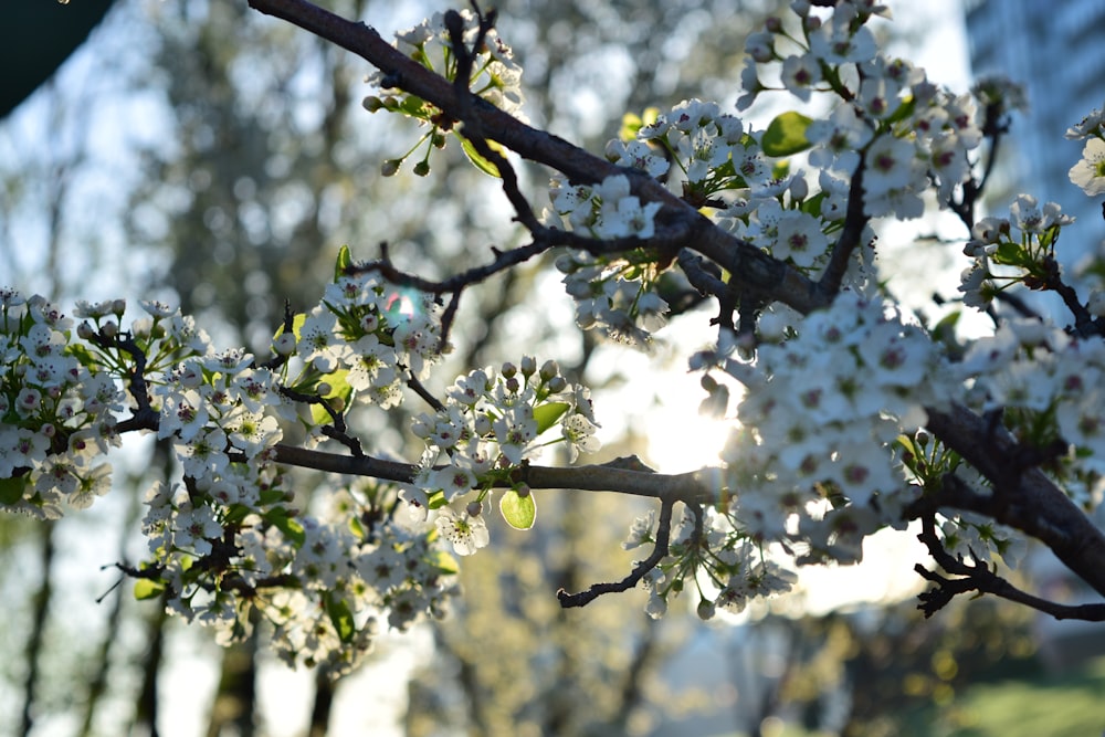 a close up of a tree with white flowers