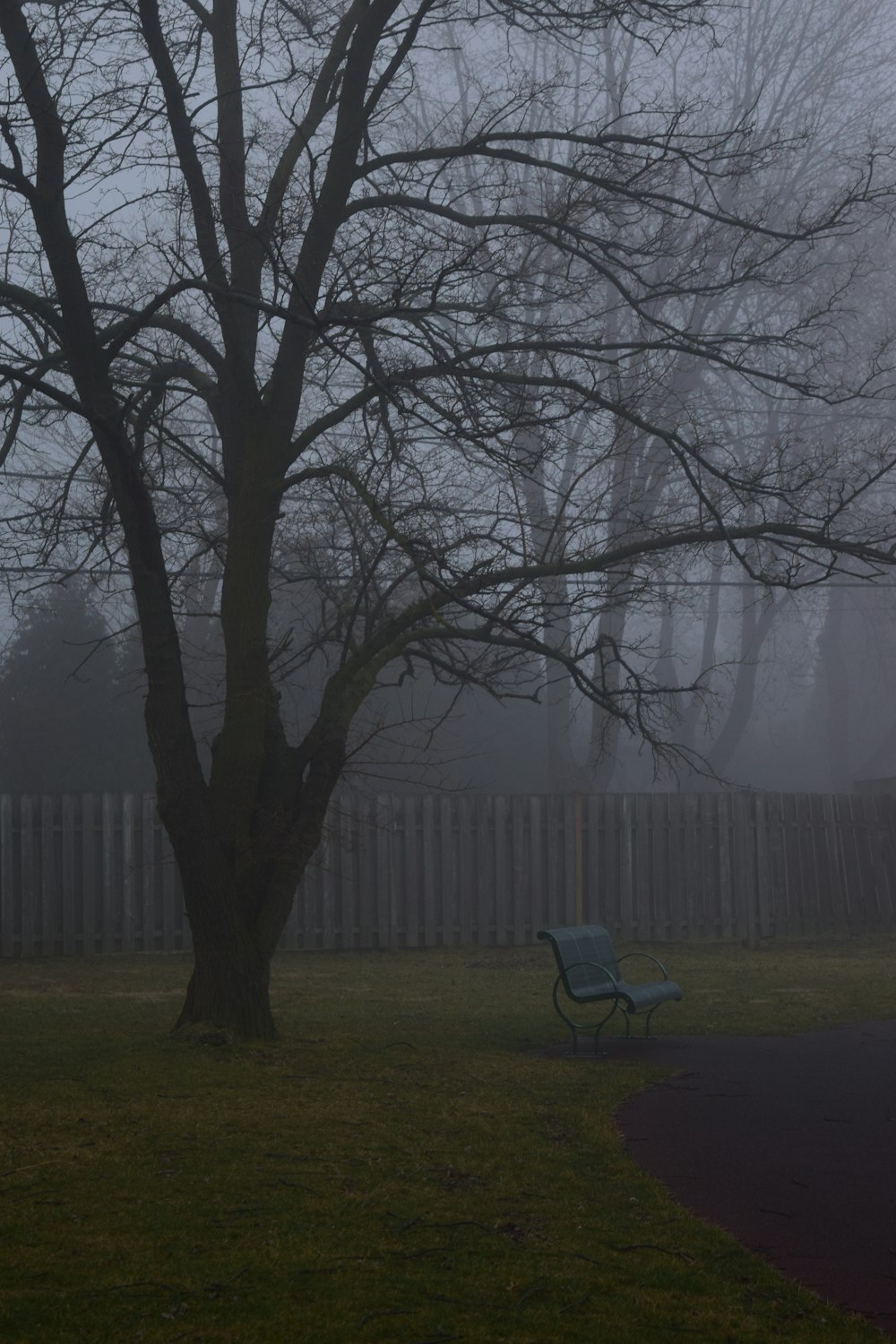 a park bench sitting under a tree on a foggy day