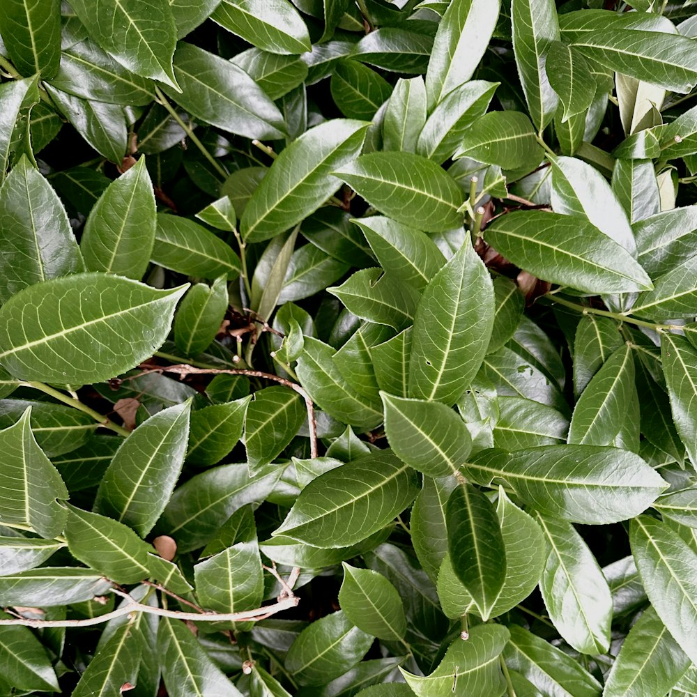 a close up of leaves on a tree