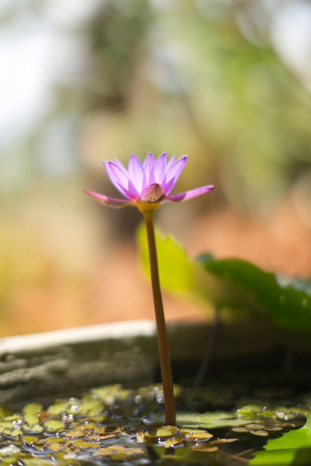 a small purple flower sitting on top of a green plant