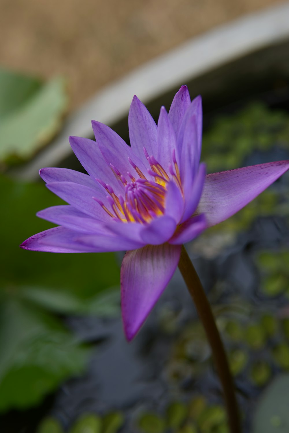 a purple flower sitting on top of a green plant